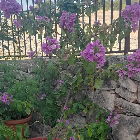 Ottocento Molillo Ostuni